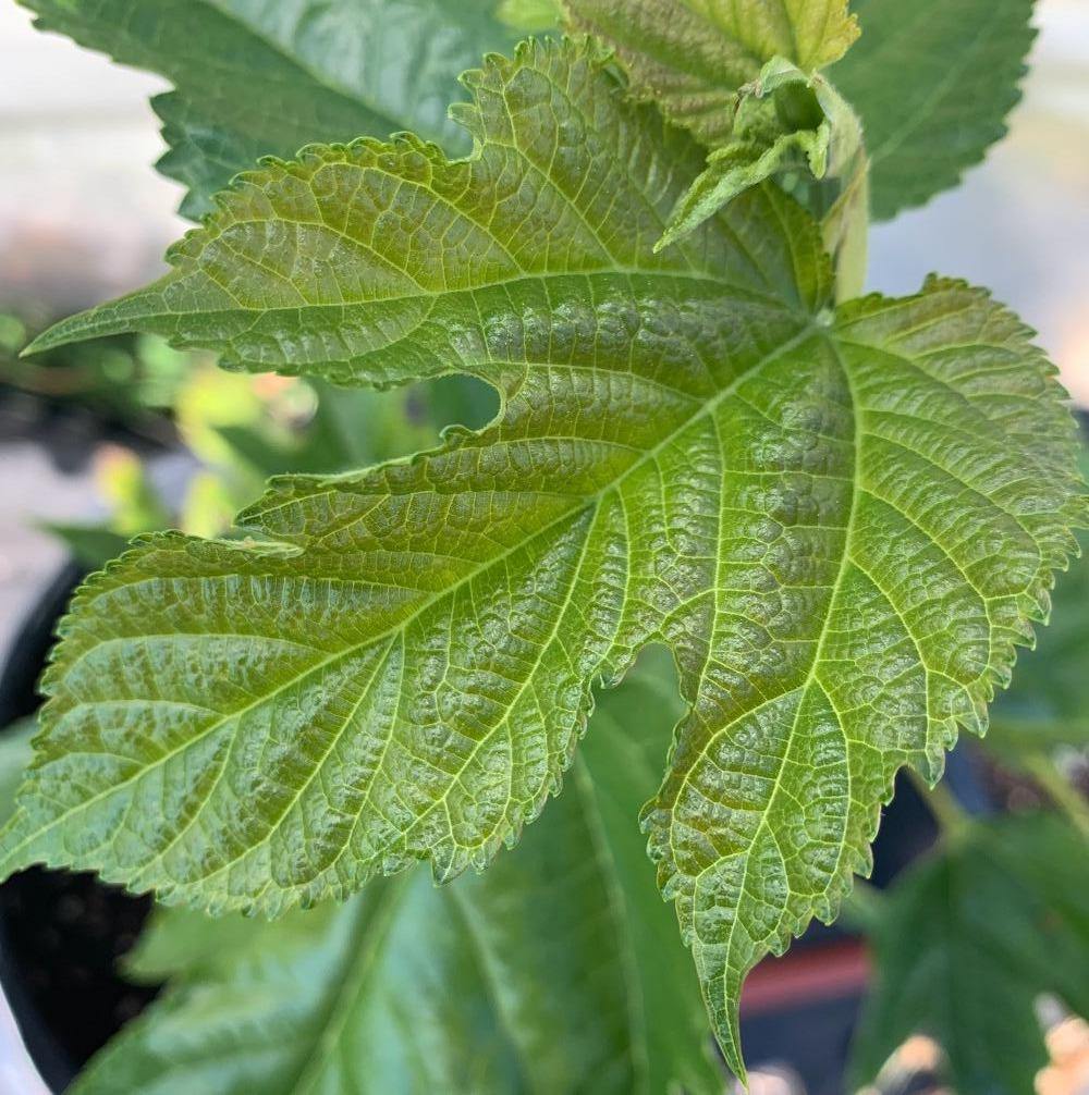 Maple Leaf Mulberry Cutting - Dingdong's Garden