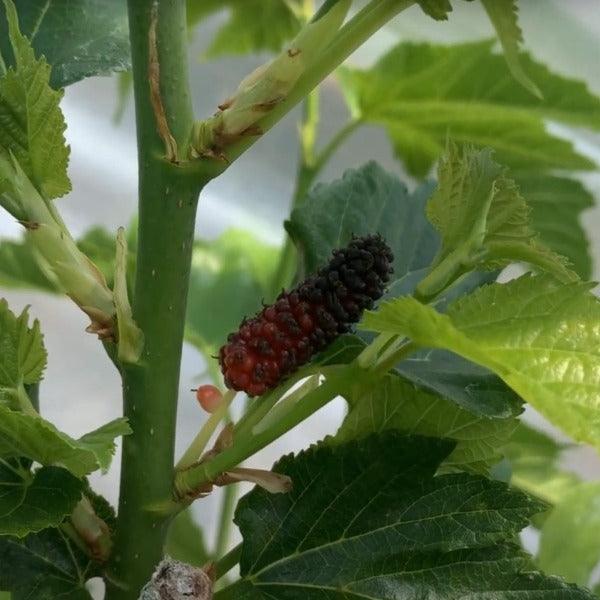 Maple Leaf Mulberry Cutting - Dingdong's Garden