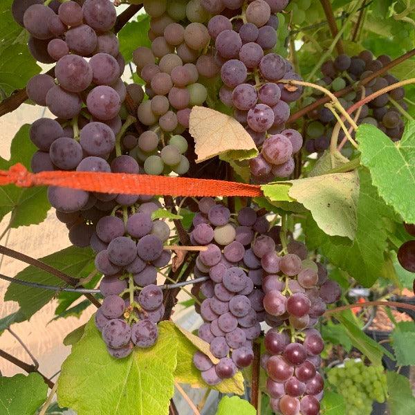 Mars Table Grape Cutting - Dingdong's Garden