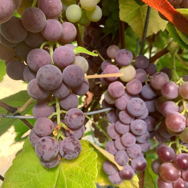 Mars Table Grape Cutting - Dingdong's Garden