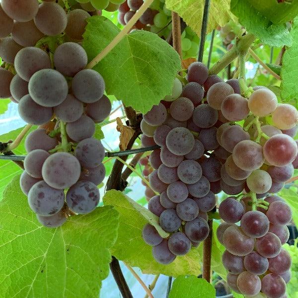 Mars Table Grape Cutting - Dingdong's Garden