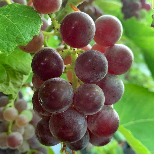 Mars Table Grape Cutting - Dingdong's Garden