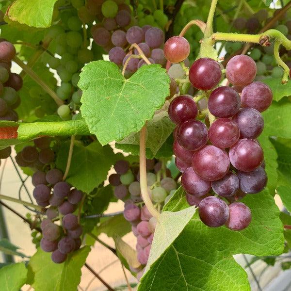 Mars Table Grape Cutting - Dingdong's Garden