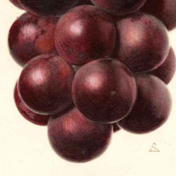 Marsala Grape 4x6 Decorative Card - Dingdong's Garden