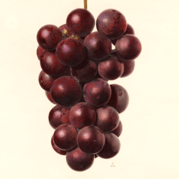 Marsala Grape 4x6 Decorative Card - Dingdong's Garden