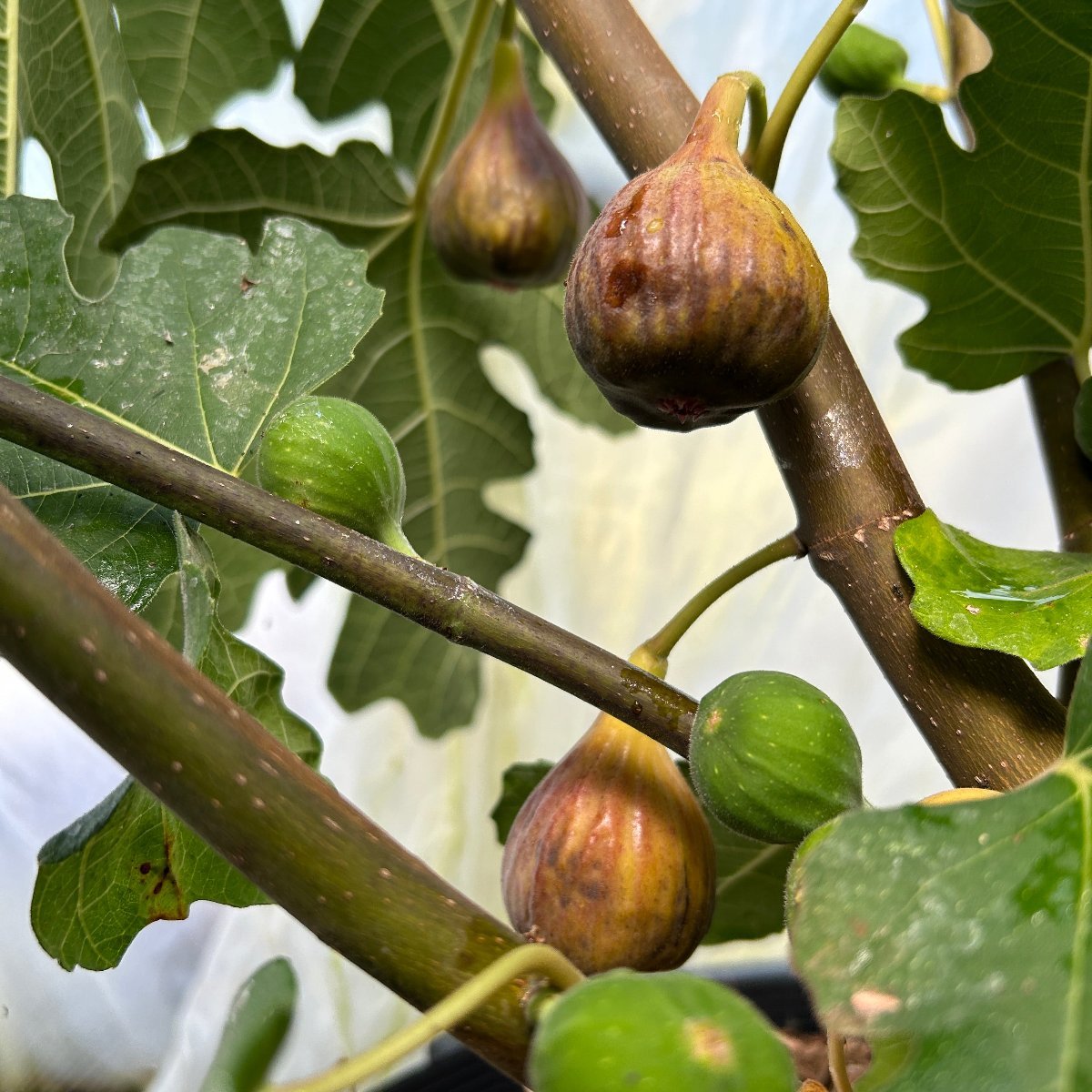 Marseilles Black VS, MBVS Fig Cutting - Dingdong's Garden