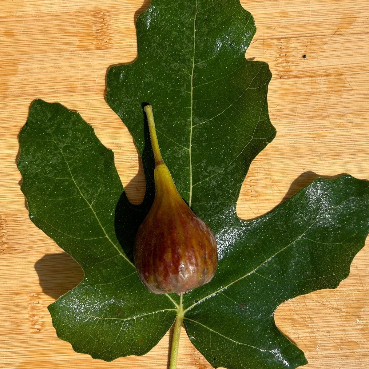 Marseilles Black VS, MBVS Fig Cutting - Dingdong's Garden