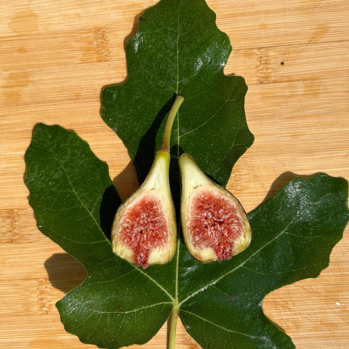 Marseilles Black VS, MBVS Fig Cutting - Dingdong's Garden