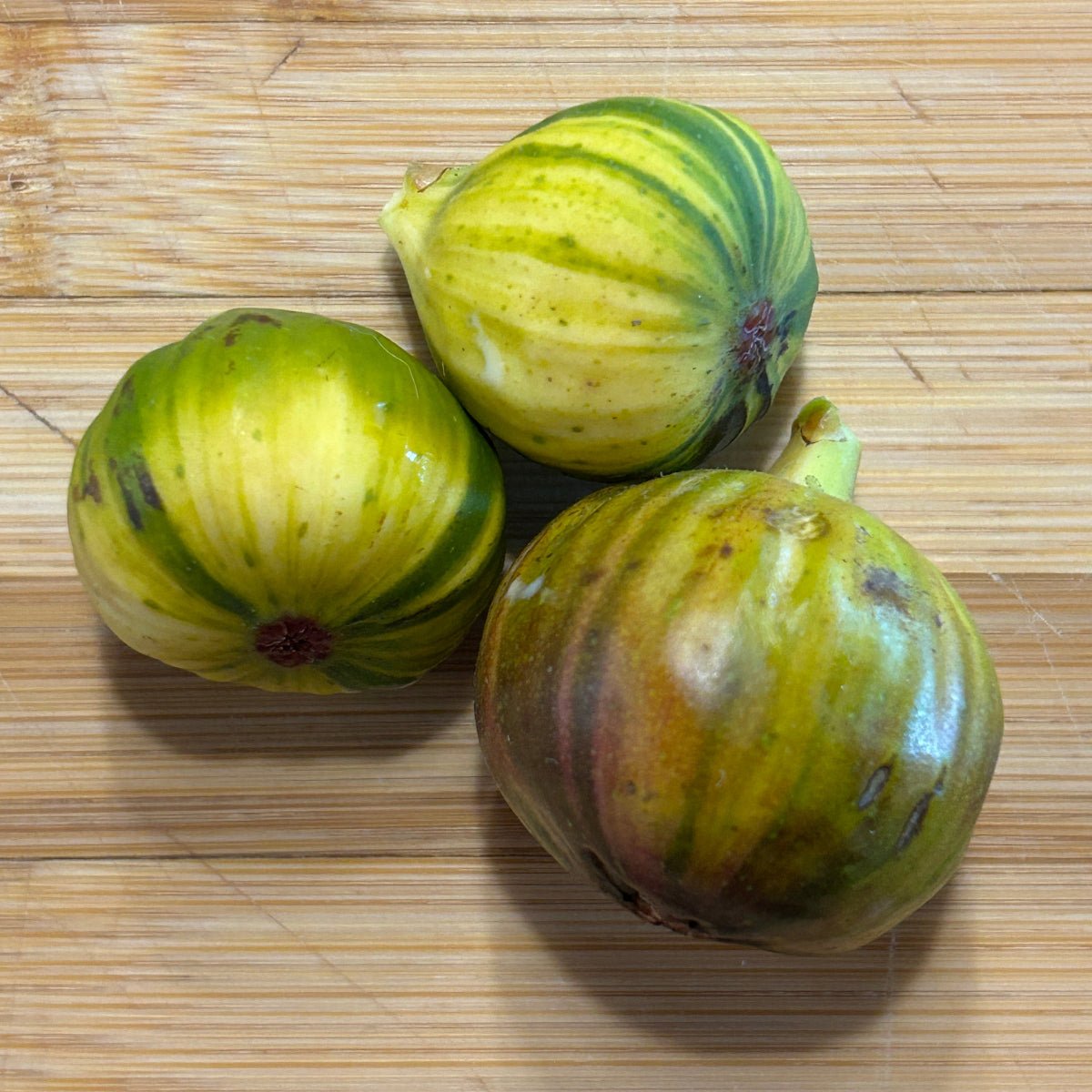 Martinenca Rimada Fig Cutting - Dingdong's Garden