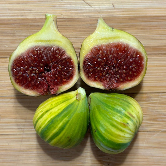 Martinenca Rimada Fig Cutting - Dingdong's Garden