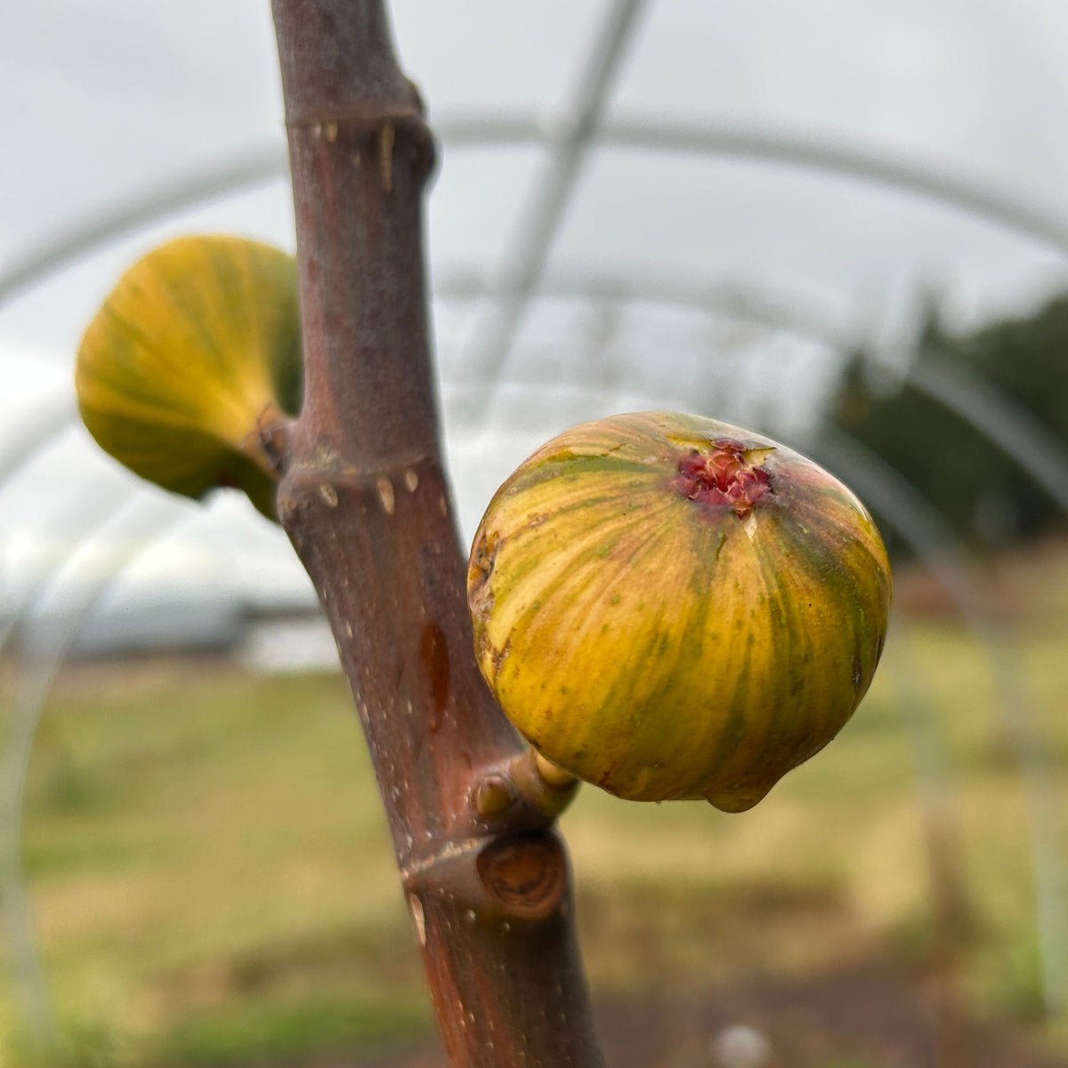 Martinenca Rimada Fig Cutting - Dingdong's Garden