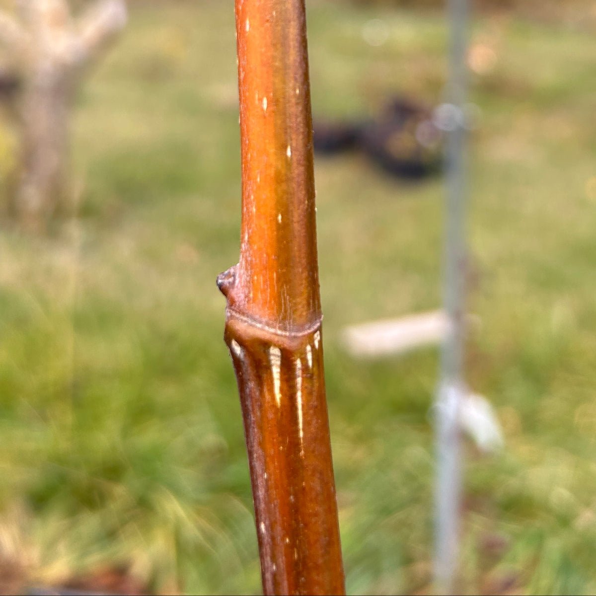 Martinenca Rimada Fig Cutting - Dingdong's Garden