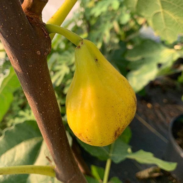 Mary Lane Fig Cutting - Dingdong's Garden