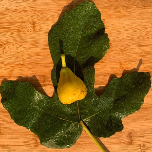 Mary Lane Fig Cutting - Dingdong's Garden