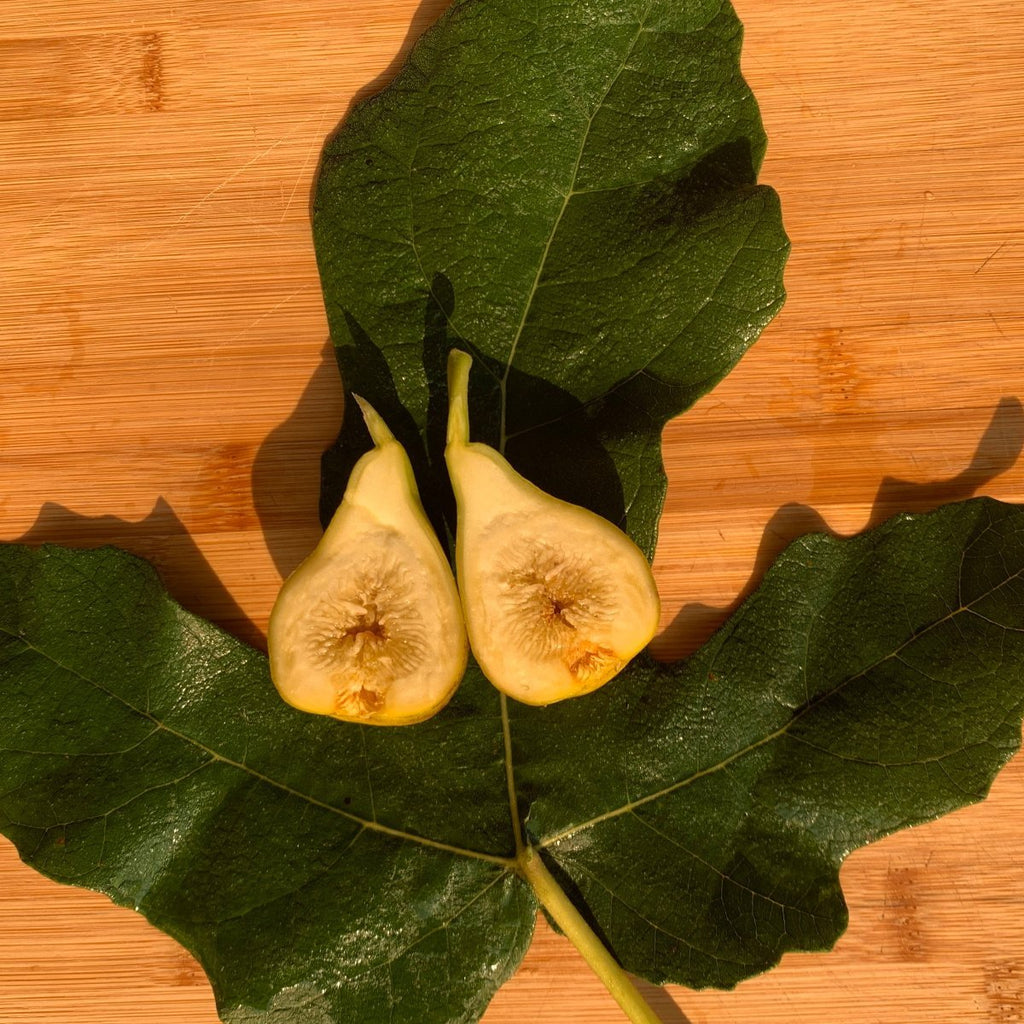 Mary Lane Fig Cutting