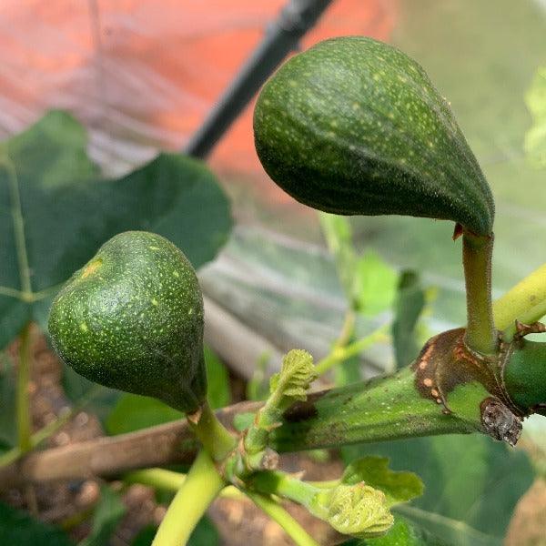 Mary Lane Fig Cutting - Dingdong's Garden