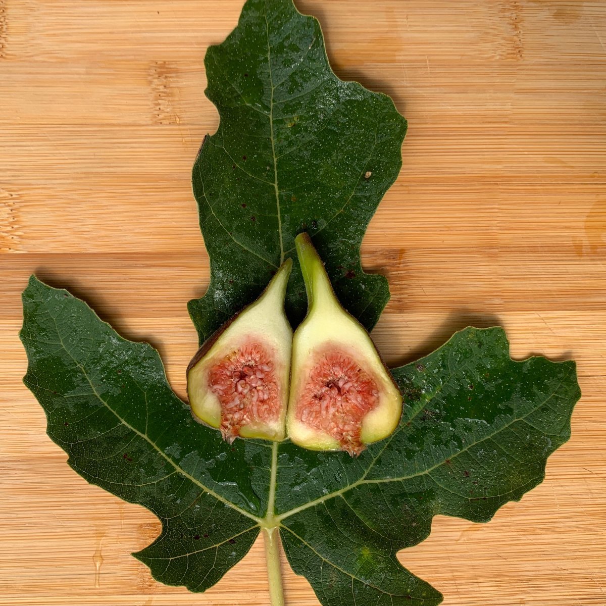 Fig Cuttings – Page 3 – Dingdong's Garden