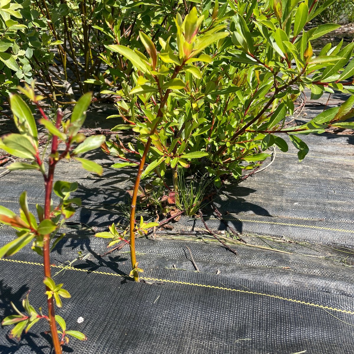 Melanostachys Willow Cutting - Dingdong's Garden