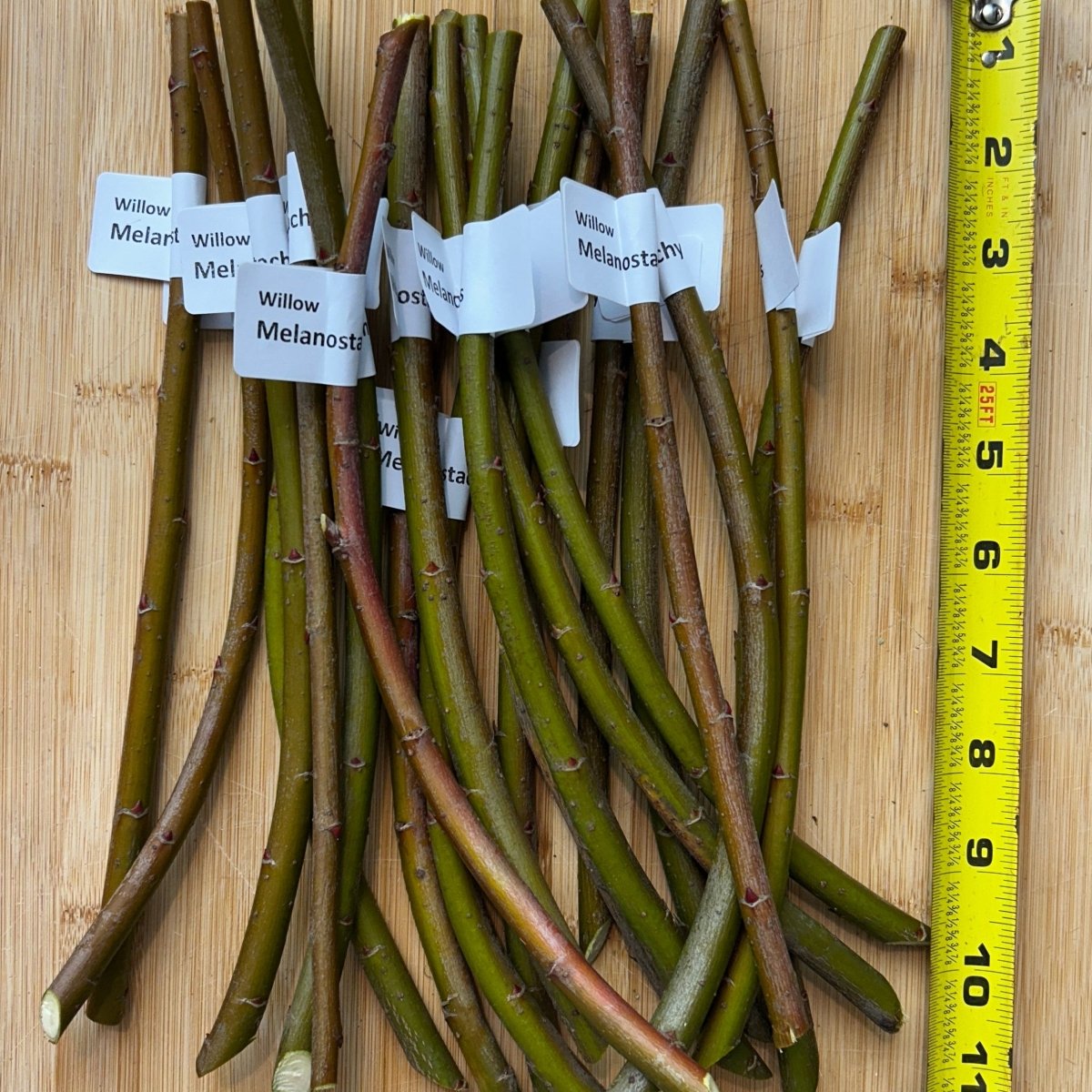 Melanostachys Willow Cutting - Dingdong's Garden