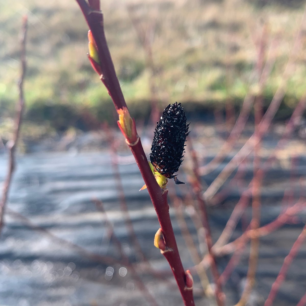 Melanostachys Willow Cutting - Dingdong's Garden