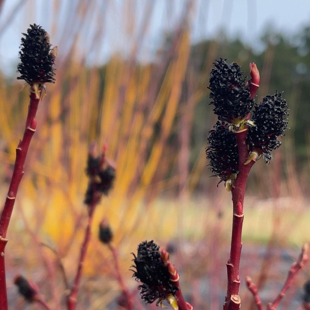 Melanostachys Willow Cutting - Dingdong's Garden