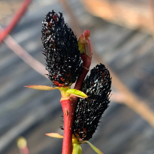 Melanostachys Willow Cutting - Dingdong's Garden