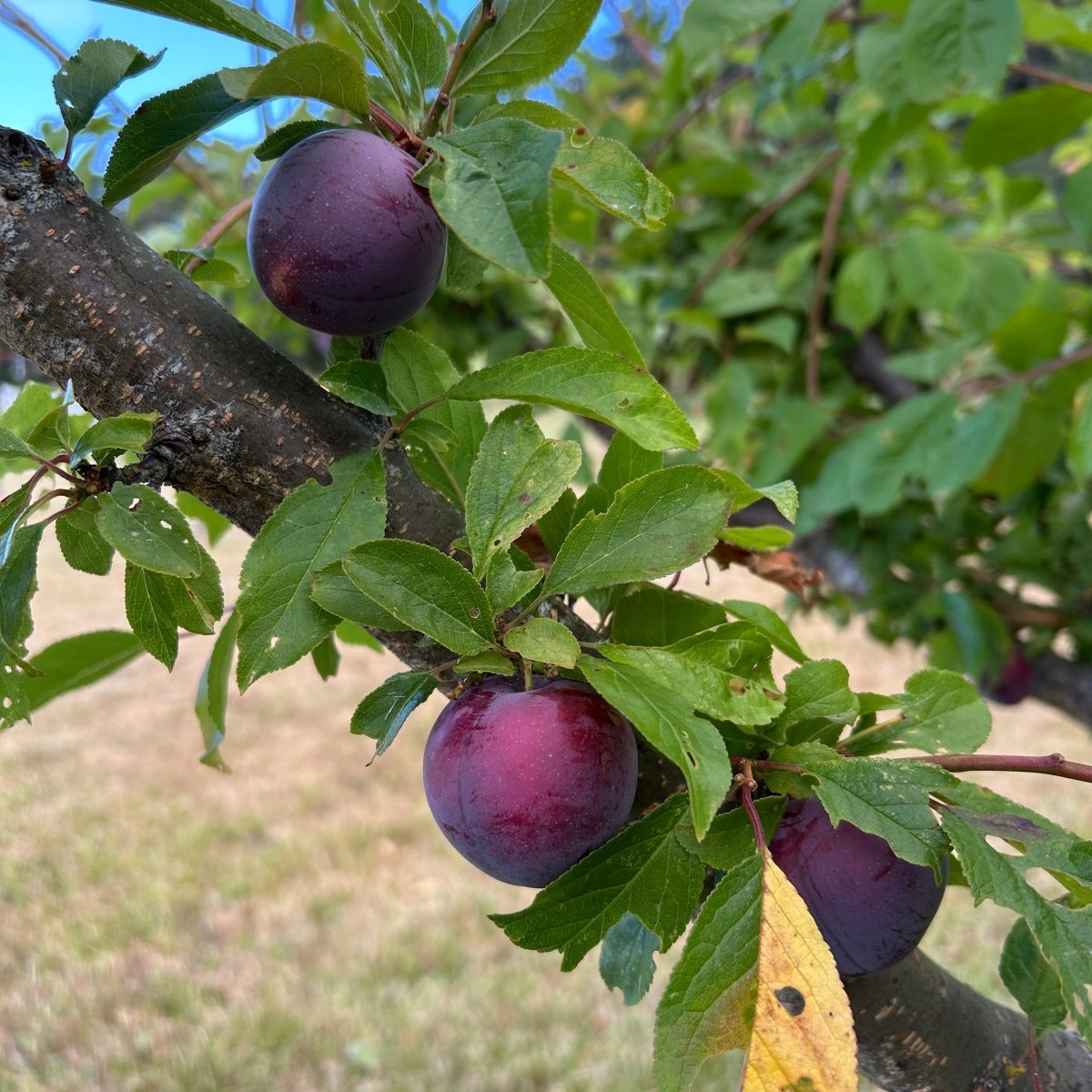 Methley Plum Scionwood - Dingdong's Garden