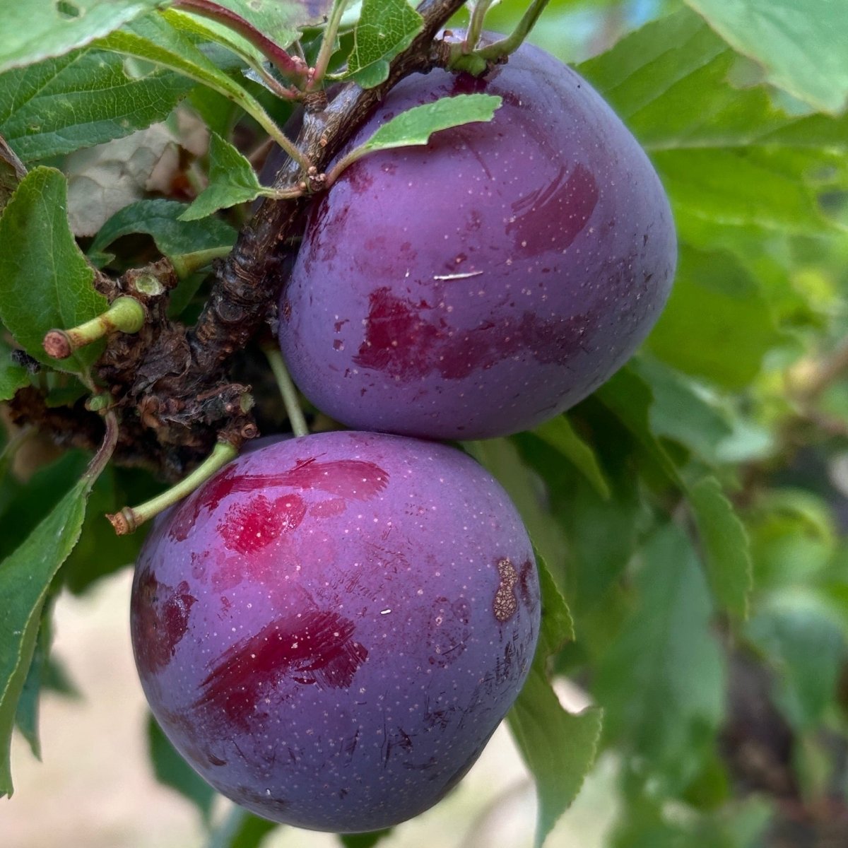 Methley Plum Scionwood - Dingdong's Garden