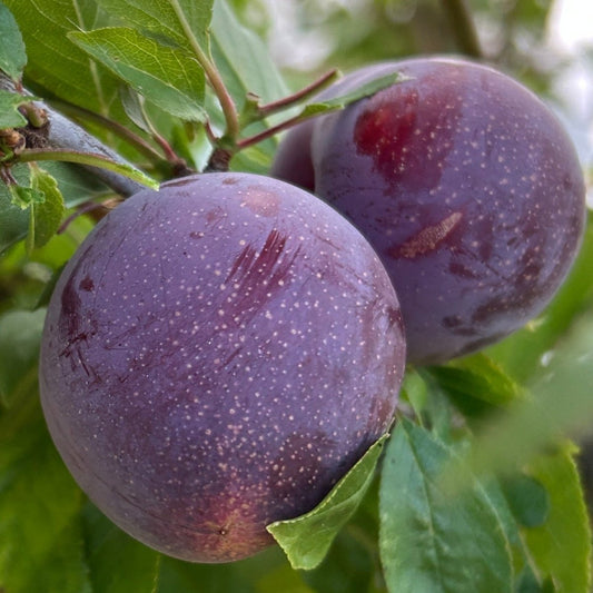Methley Plum Scionwood - Dingdong's Garden