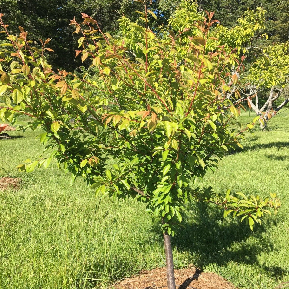 Methley Plum Scionwood - Dingdong's Garden