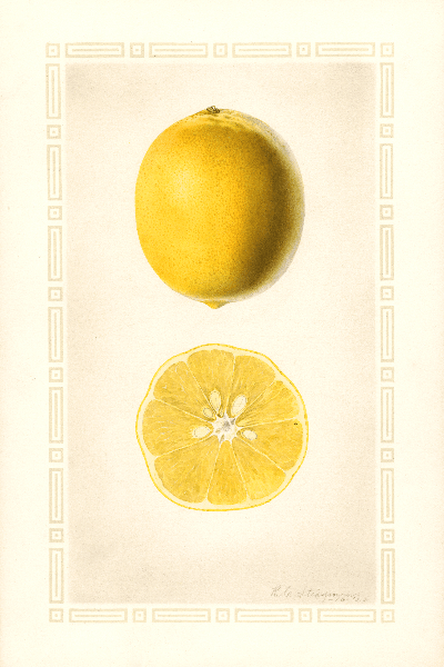 Meyer Lemon 4x6 Decorative Card - Dingdong's Garden