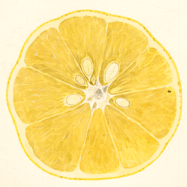 Meyer Lemon 4x6 Decorative Card - Dingdong's Garden