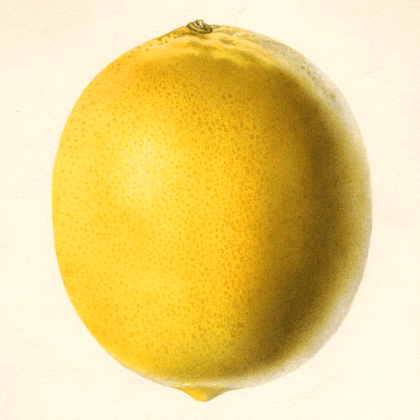 Meyer Lemon 4x6 Decorative Card - Dingdong's Garden