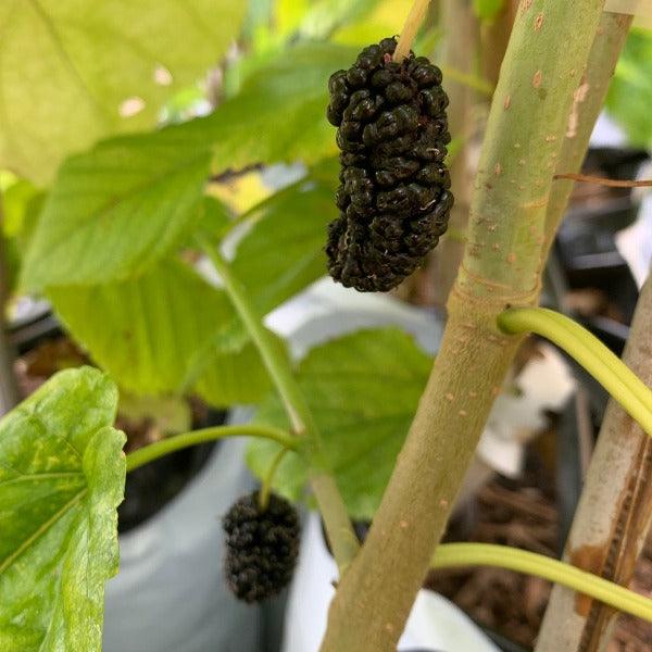 Middleton Mulberry Cutting - Dingdong's Garden