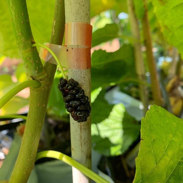 Middleton Mulberry Cutting - Dingdong's Garden