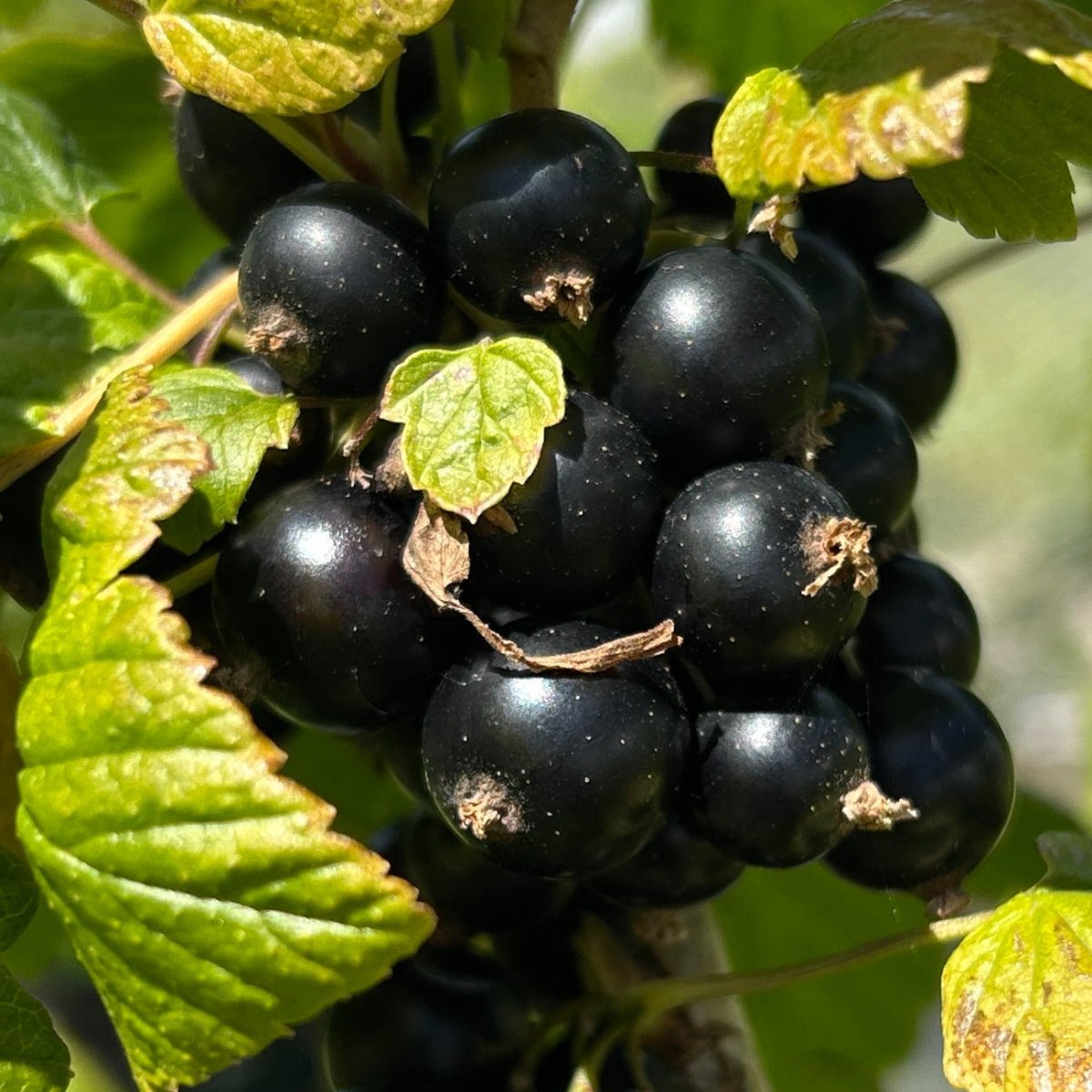 Minaj Smyriou Black Currant Cutting - Dingdong's Garden