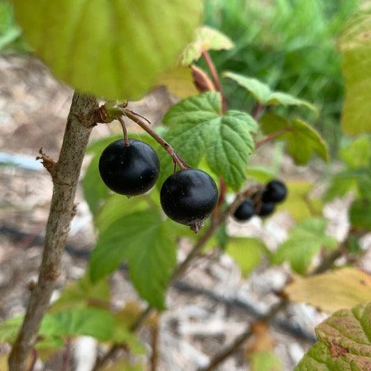 Minaj Smyriou Black Currant Cutting - Dingdong's Garden