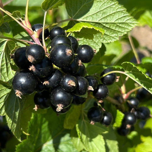 Minaj Smyriou Black Currant Cutting - Dingdong's Garden