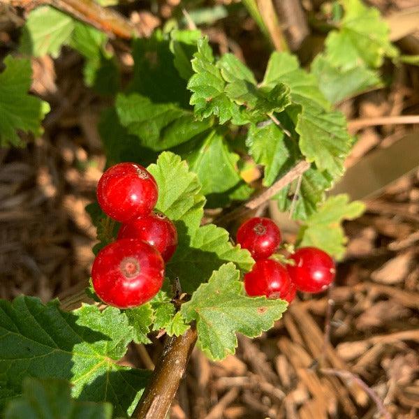 Minnesota 52 Red Currant Cutting - Dingdong's Garden