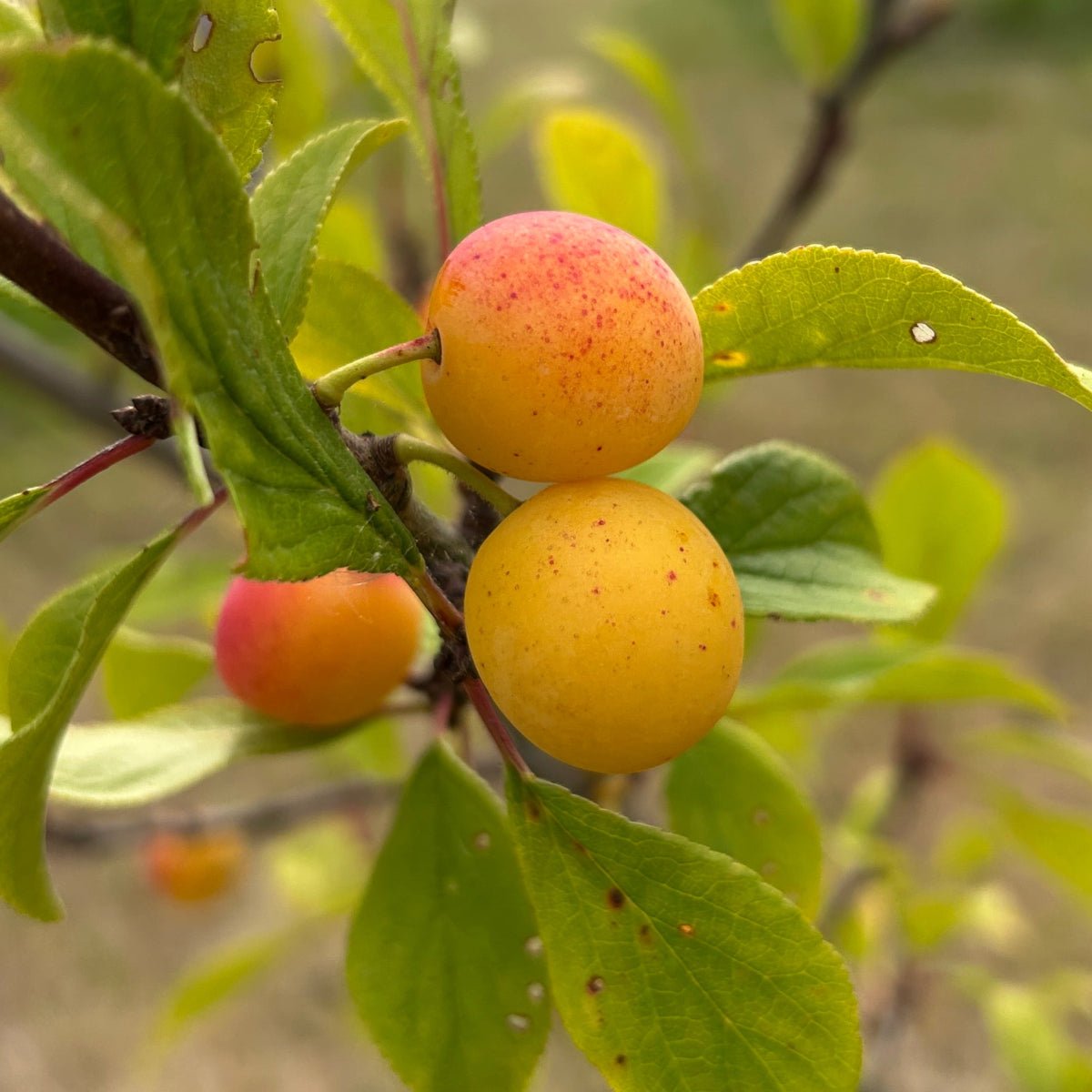 Mirabelle Plum Scionwood - Dingdong's Garden