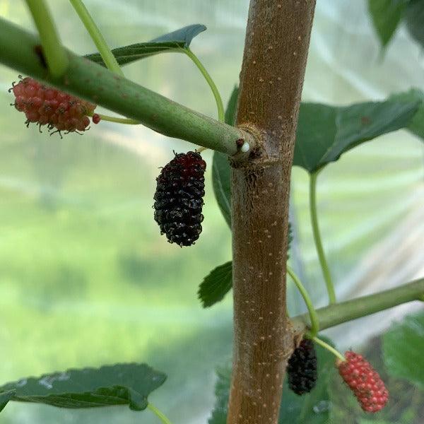 Miss Kim Mulberry Cutting - Dingdong's Garden