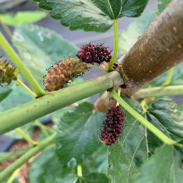 Miss Kim Mulberry Cutting - Dingdong's Garden