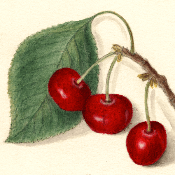 Montmorency Cherry 4x6 Decorative Card - Dingdong's Garden