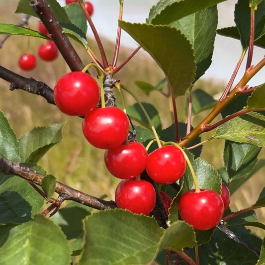 Montmorency Pie Cherry Scionwood - Dingdong's Garden