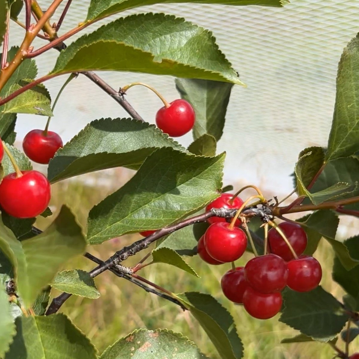 Montmorency Pie Cherry Scionwood - Dingdong's Garden