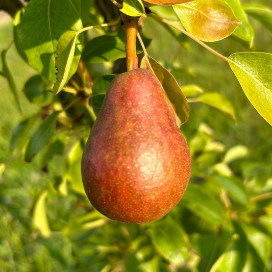 Moonglow Pear Scionwood - Dingdong's Garden