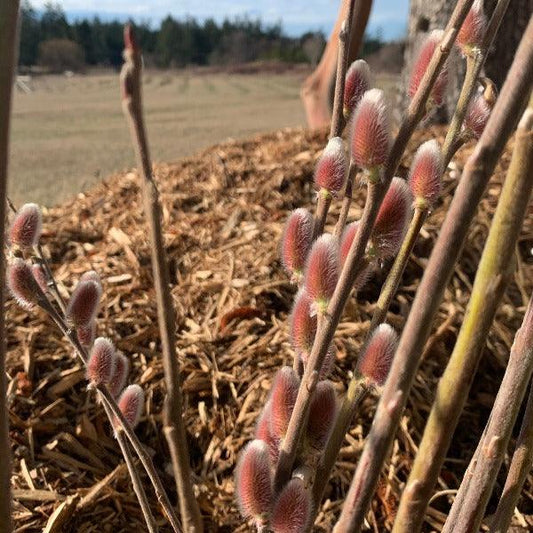 Mount Aso, Japanese Pink Willow Cutting - Dingdong's Garden