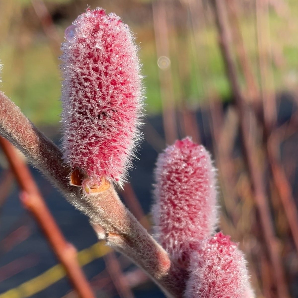 Mount Aso, Japanese Pink Willow Cutting - Dingdong's Garden