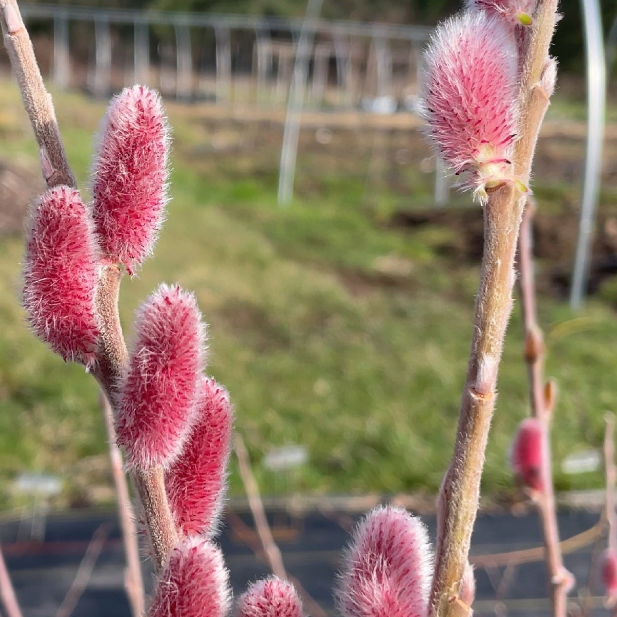 Mount Aso, Japanese Pink Willow Cutting - Dingdong's Garden