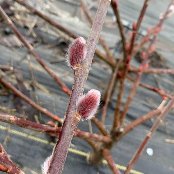 Mount Aso, Japanese Pink Willow Cutting - Dingdong's Garden